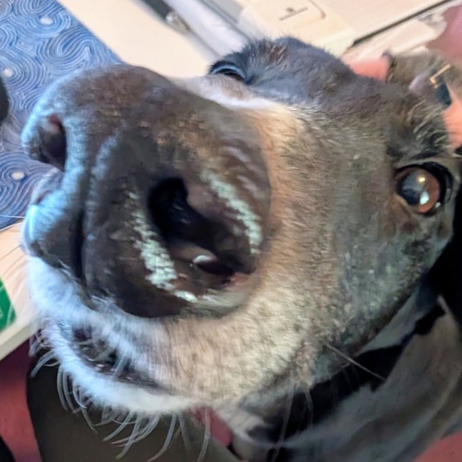 Photo of Bonnie, The Greyhound