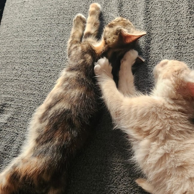 Photo of Svinya & Bubbles