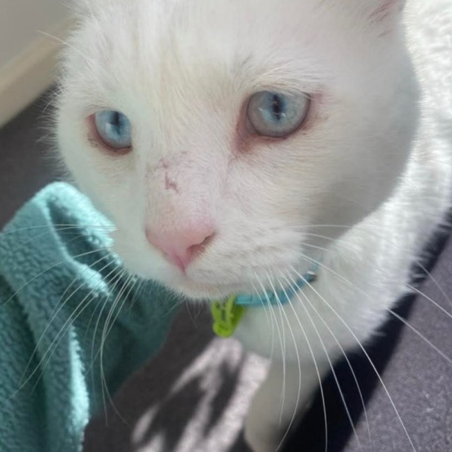 Photo of 🩵🤍Indiana Jones🤍🩵