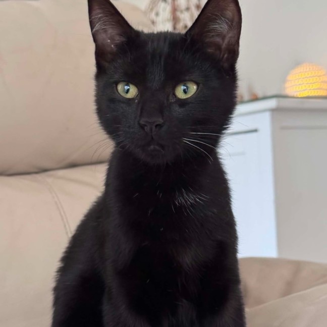 Photo of Arlo