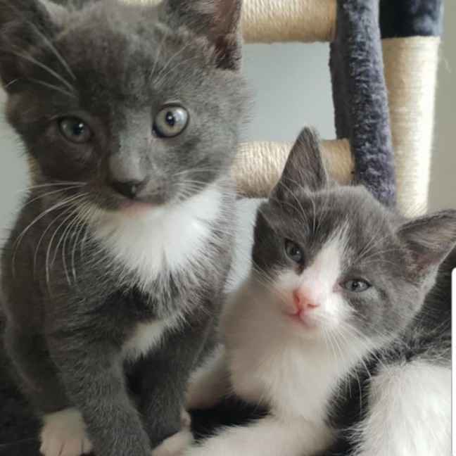 Photo of 💜 Kirby 💜