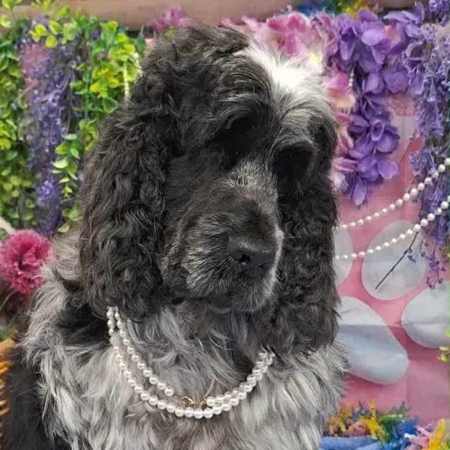 Photo of Sadie