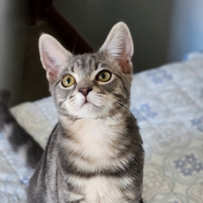 Photo of Jacob ^^Dandy Cat Rescue^^