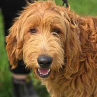 Photo of Murphy  Groodle