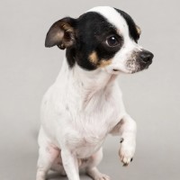Photo of Bonty