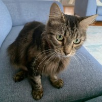 Photo of Mercy ^^Dandy Cat Rescue^^