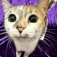 Photo of Caramilk