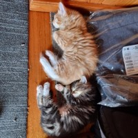 Photo of Ginger ** 2nd Chance Cat Rescue**