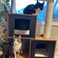 Photo of Billy **2nd Chance Cat Rescue**