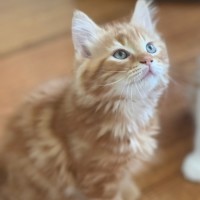 Photo of Georgie