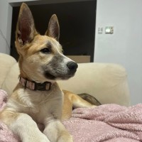 Photo of Vixen
