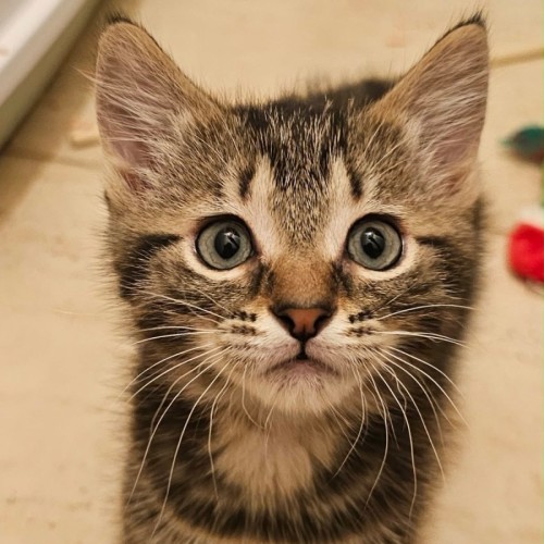 Monte Carlo  - Domestic Short Hair (DSH) Cat