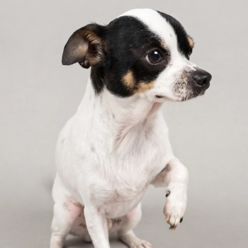 Bonty - Chihuahua (Smooth Coat) Dog