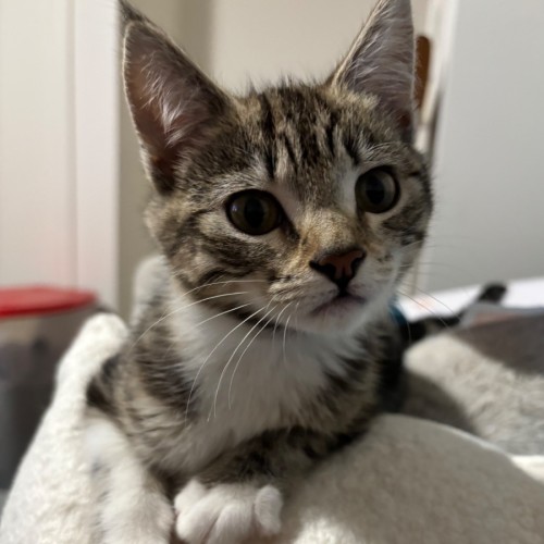 Tulip - Domestic Short Hair (DSH) Cat