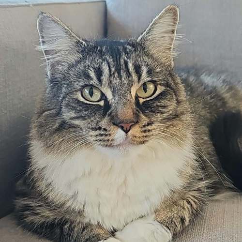 Olive - Domestic Medium Hair (DMH) Cat