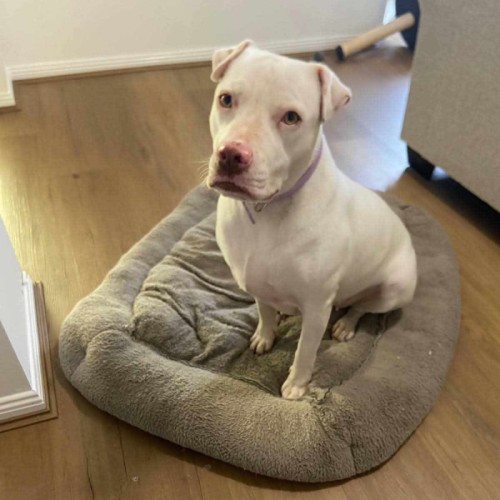 Cherry - Shar Pei Dog