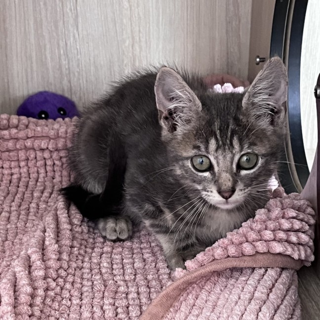 Photo of C1555 Dusty