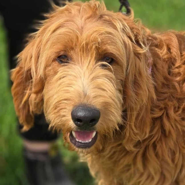 Photo of Murphy  Groodle