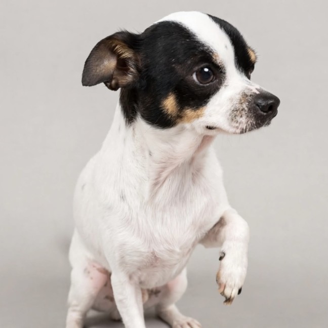 Photo of Bonty