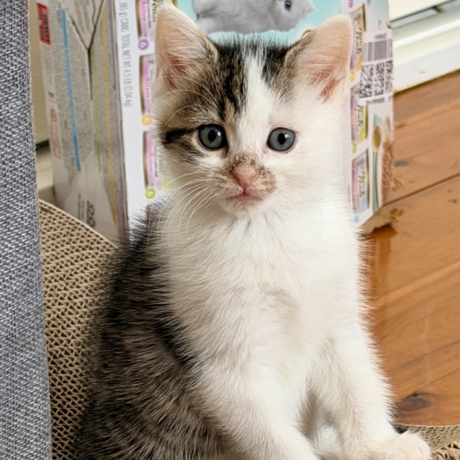 Photo of Principal Skinner