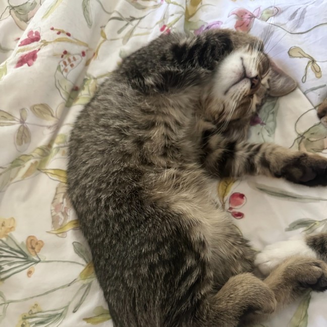 Photo of Muffin