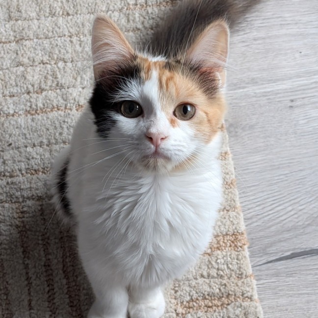 Photo of Sable