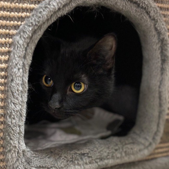 Photo of Callie