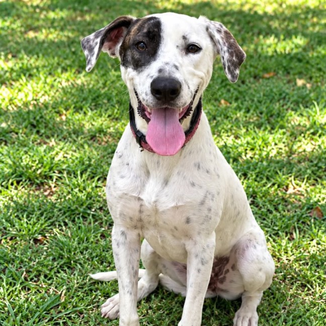 Photo of Daisy (Aka Ally)