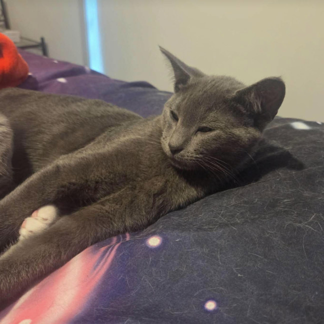 Photo of Perseus