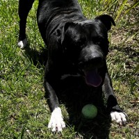 Photo of Hank (9218)