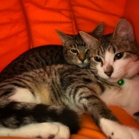 Photo of Lil Miss *9 Lives Project Rescue*