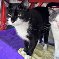 Photo of Perfect Companion Cat Barry 🐈‍⬛