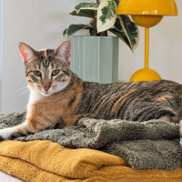 Photo of Olive