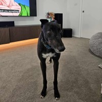 Photo of Basil The Greyhound