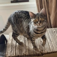 Photo of Cleo ** 2nd Chance Cat Rescue**