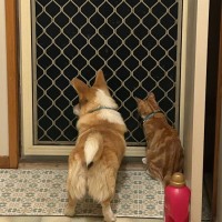 Photo of Sox *9 Lives Project Rescue*