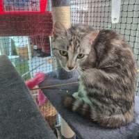 Photo of Lilly Pilly ** 2nd Chance Cat Rescue **