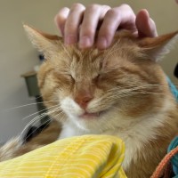 Photo of Basil * 9 Lives Project Rescue*