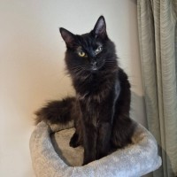 Photo of Thumper *9 Lives Project*