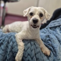 Photo of Taco