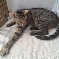 Photo of Mr Puss (Mischief)