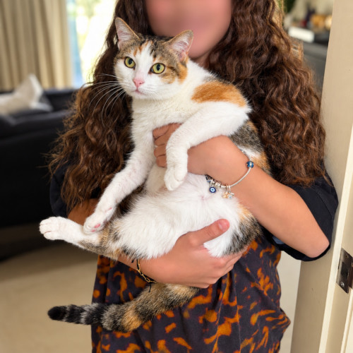 Oakley 🤍 - Domestic Short Hair (DSH) Cat