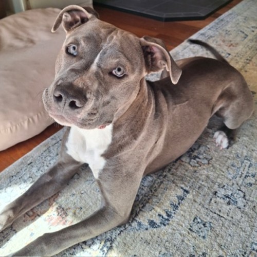 Bantam - Staffordshire Bull Terrier Dog