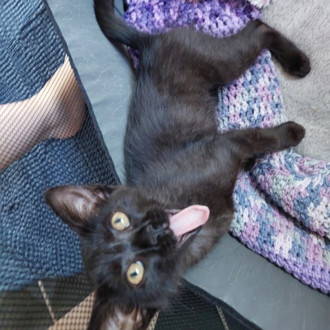 Photo of Pookie