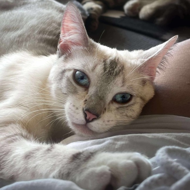 Photo of Milkshake