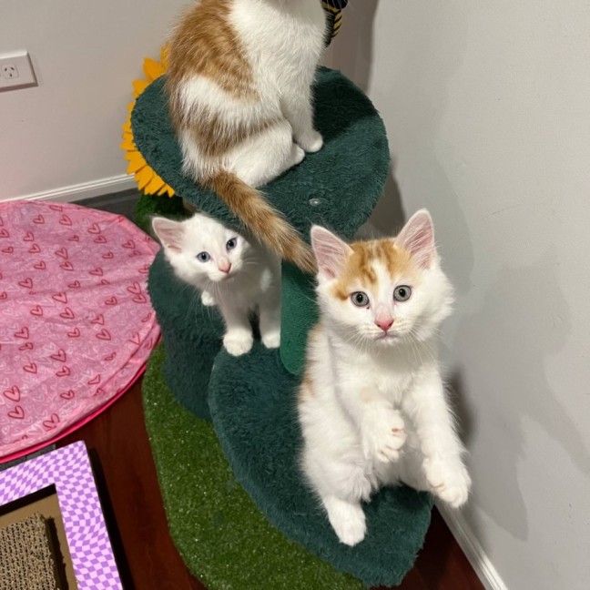 Photo of 🧡 Huxley 🧡