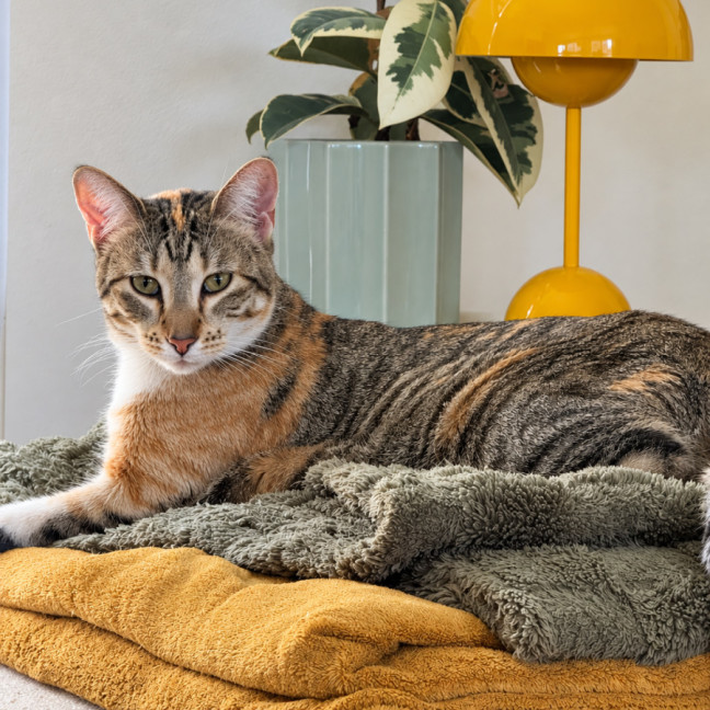 Photo of Olive