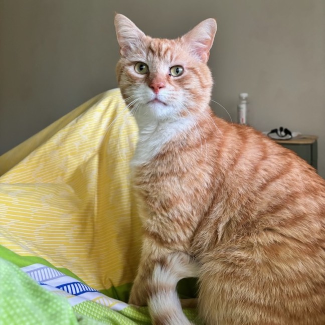 Photo of Basil * 9 Lives Project Rescue*