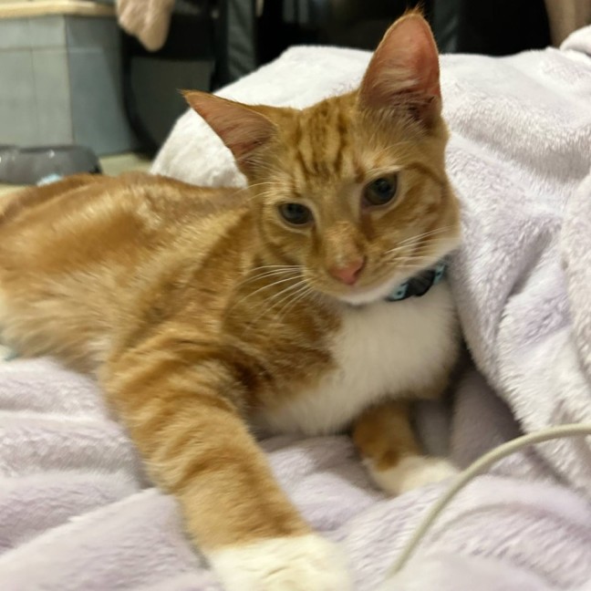 Photo of Sox *9 Lives Project Rescue*