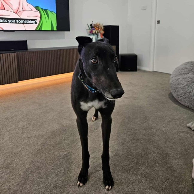 Photo of Basil The Greyhound